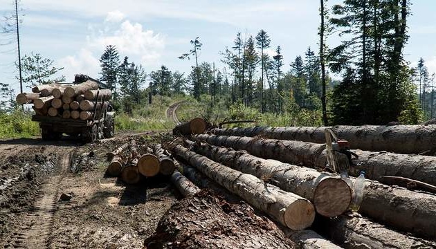 Лісові злочинні угрупування на Сумщині. Як створювались та чи будуть зупинені