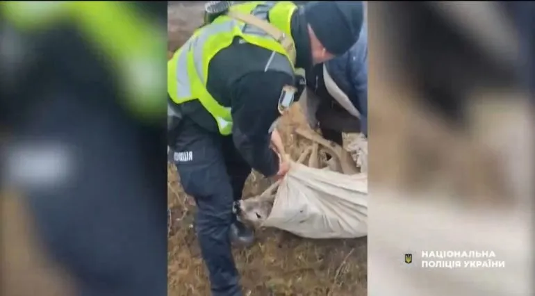 На Охтирщині поліцейські врятували косулю, яка заплуталася в колючому дроті